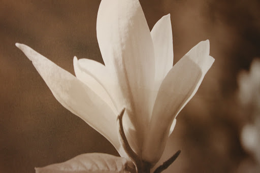LES POMPES FUNEBRES LEFEVRE - LILLE - PERMANENCE DECES 24H/24 - SERVICES FUNERAIRES Gallery - France
