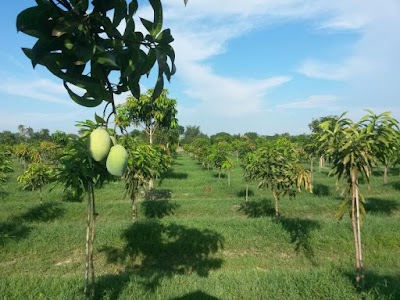 Photos of Chowdhury Mango Garden
