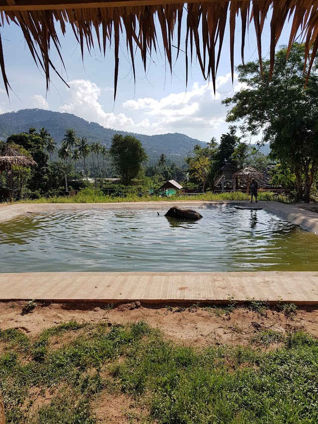 Samui Elephant Sanctuary