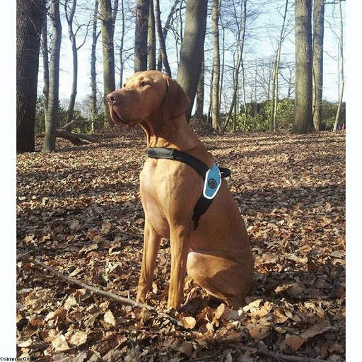 Simone's Hundedesign - Thumbnail