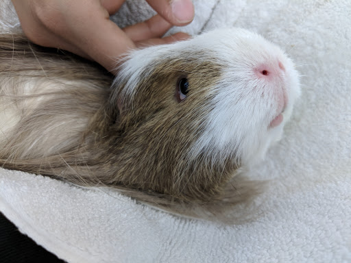 Iowa City Animal Care and Adoption Center - Thumbnail