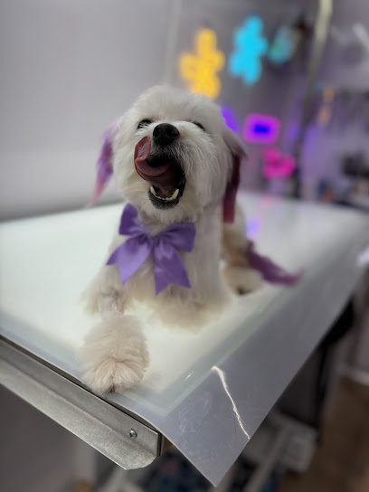 Disco Dogs Mobile Spa