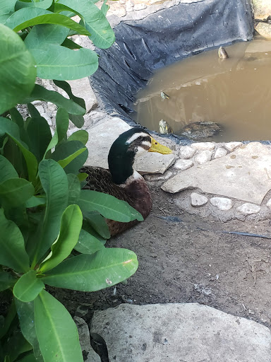 Veterinaria Garvet - Thumbnail
