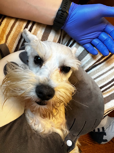 Smile4pet Gallery - United States