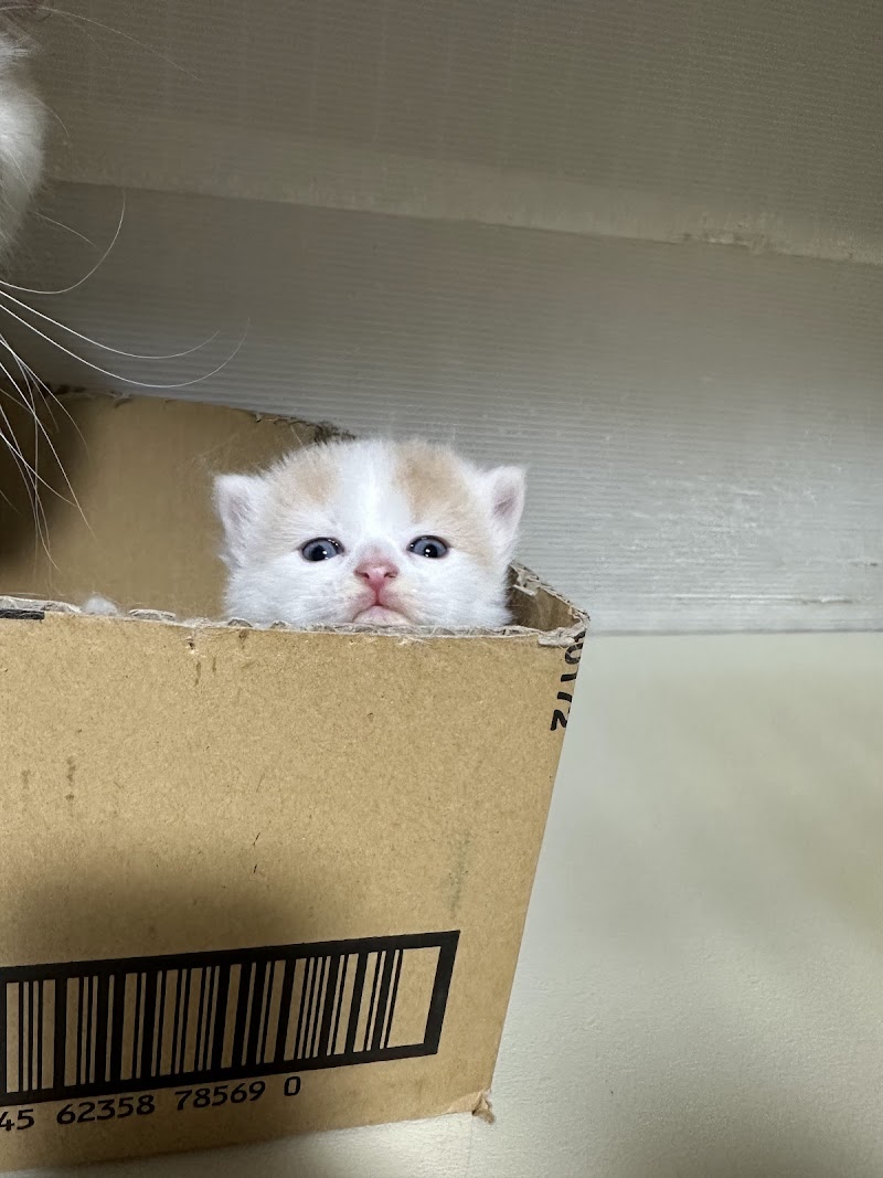 シーダキャット 猫ブリーダー