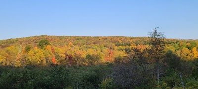 Gillies Hill State Forest