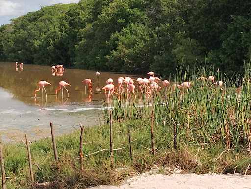 Secret Flamingo Spot