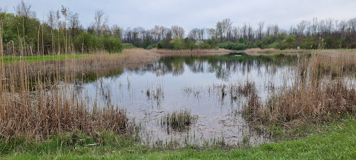Schutzwald Schwansee - Visual