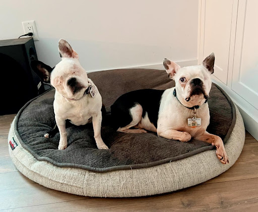 Carnegy Animal Hospital - Thumbnail