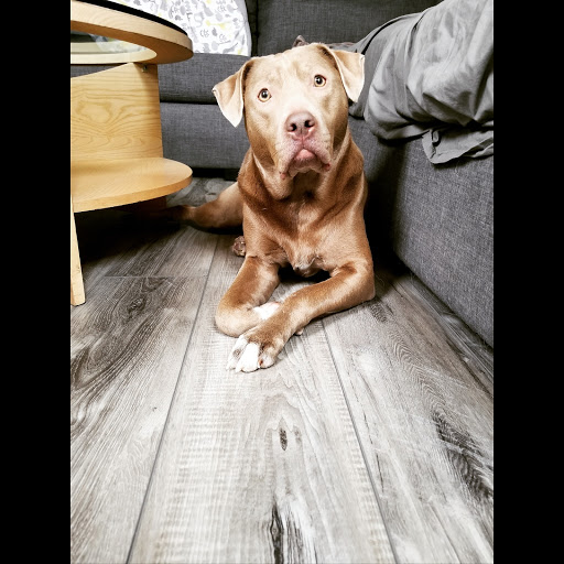 Luna Flooring Gallery - Thumbnail