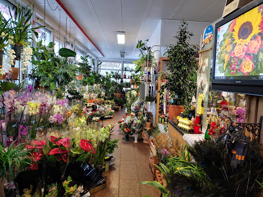 Blumen Uwe Schicht - Thumbnail