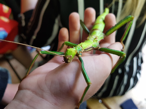 Bugtopia - Visual