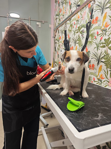 "Czyste Psisko" salon groomerski - Świdnica