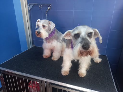 AniMALL.com.mx petshop, farmacia y veterinaria
