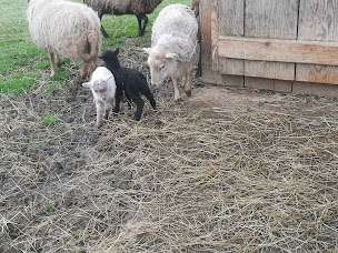 Photo n°27 de La Ferme Du Bon'Air à Lourdes (Zoo)