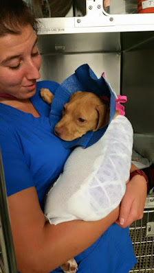 Photo of Animal Emergency Hospital & Urgent Care Del propietario