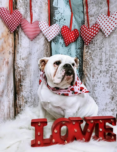 Cosmic Canines Pet Salon & Spa - Thumbnail