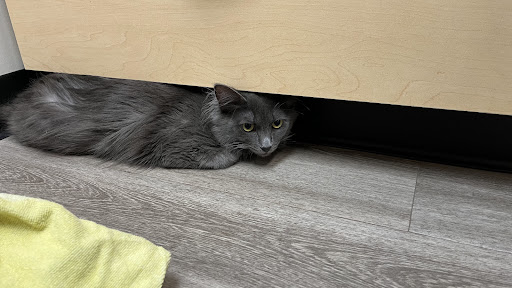 Brownsburg Pet Wellness Clinic - Thumbnail
