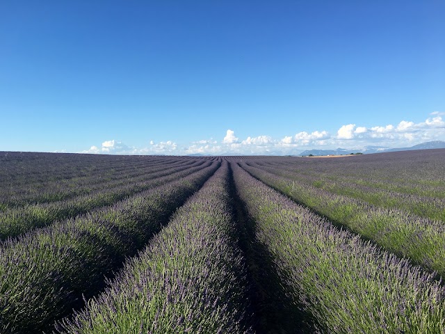 Plateau De Valensole