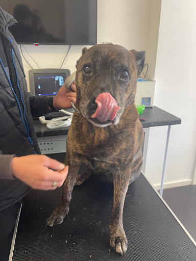 Paw The Love Of Dogs Tipton