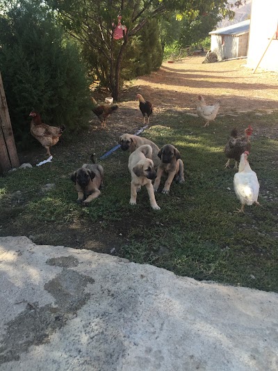 Photos of Anka Veteriner Kliniği