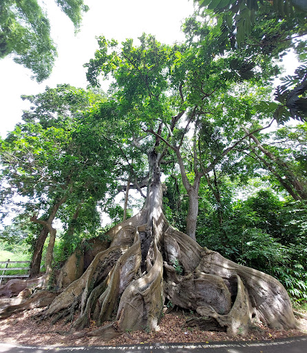 Ceiba Atabey de 400 años