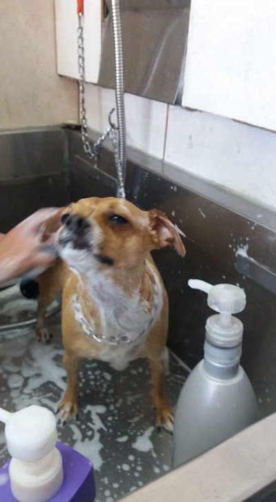 Photos of Dog Spa Re&ntilde;aca