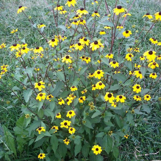 Carolina Wild - Thumbnail