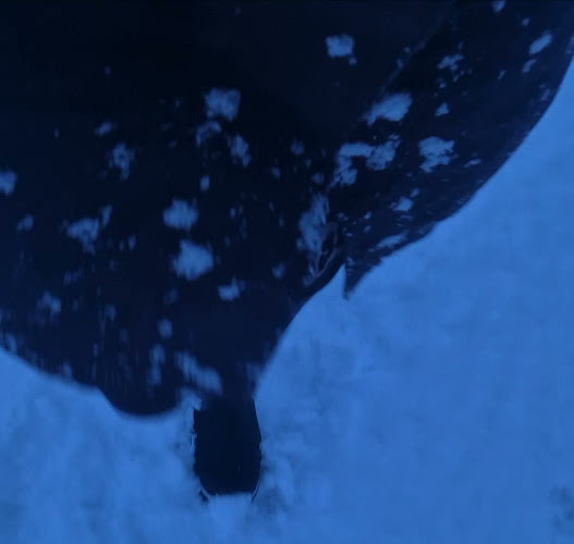 Opinii despre Bjergs Båd Og Bilservice în Skjern - Autoværksted