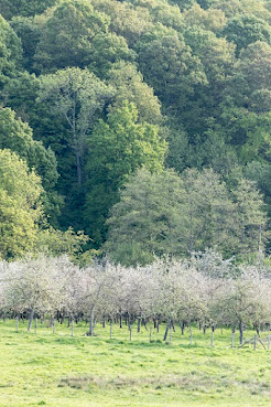 Cidrerie Domaine du Ruisseau by null