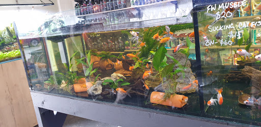 Capital Aquatics - Thumbnail