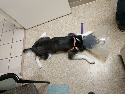 Photos of VCA Animal Referral and Emergency Center of Arizona