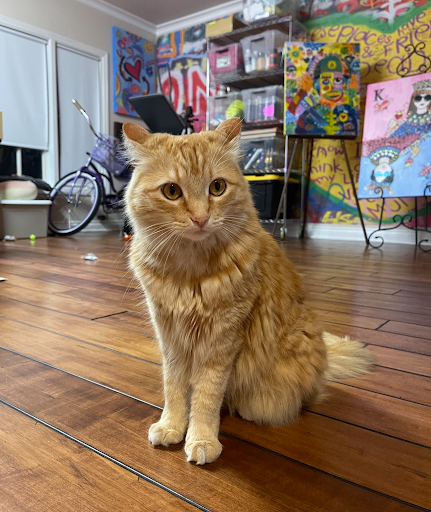 Topanga Veterinary Clinic - Thumbnail