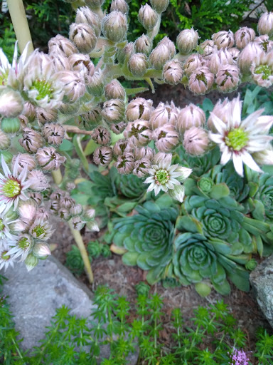 Mes fleurs