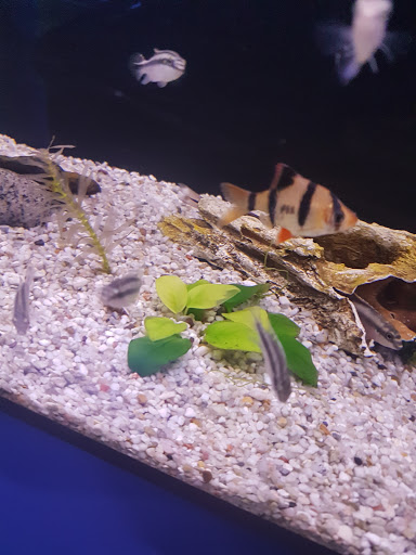 The Aquarium - Fish Anzin - Thumbnail