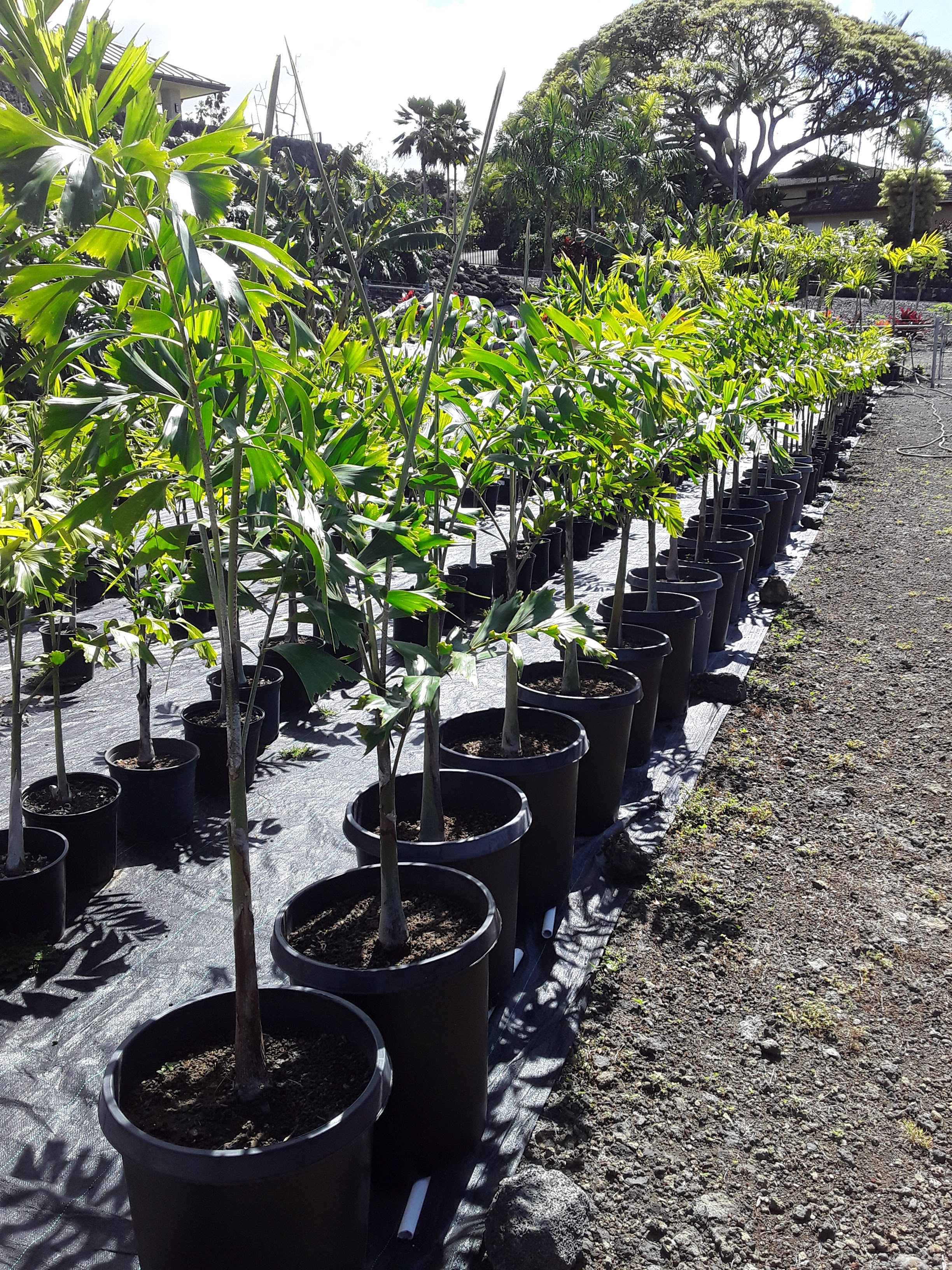 Gary's Palm Tree Nursery