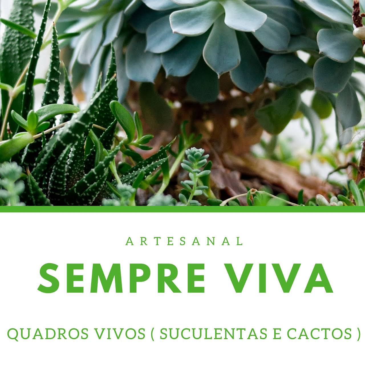 Sempre Viva 🌵🌵 - quadros vivos suculentas e cactos