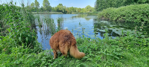 Hondenpark Vroondaal - Thumbnail