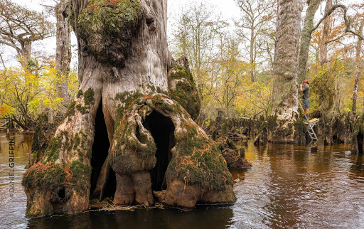 Cape Fear River Adventures | Wilmington NC | Captain Charles Robbins Gallery - United States