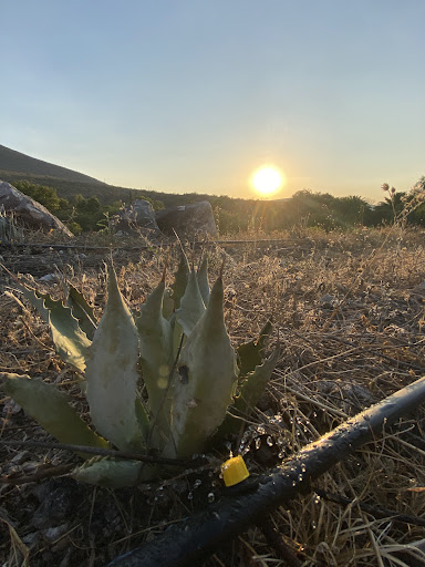 Agroecológico Cascadas