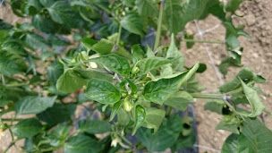 Photo n°9 de Biperenia à Espelette (Ferme bio)