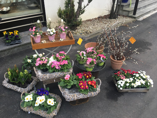 Blumen-Specht - Visual