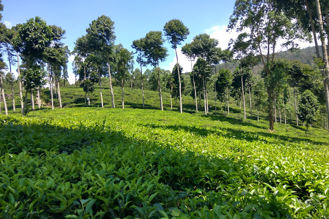 Visit Kebun Teh Jamus Lereng Gunung Lawu On Your Trip To Ngawi