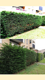 Photo n°19 de Entreprise Reinhard Elagueur grimpeur service d'élagage abattage entretien des espaces verts à Vic-en-Bigorre (Service d'élagage)