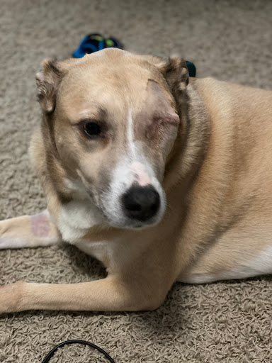 North Airline Animal Hospital Gallery - United States