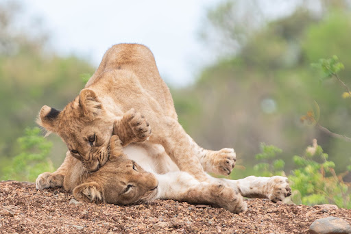 Safari's Op Maat