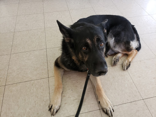 Aspen Commons Animal Hospital - Thumbnail