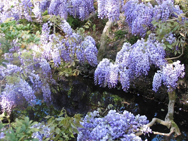 Japanese garden