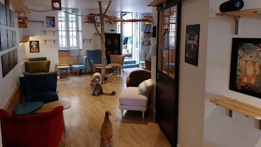 Le Comptoir Des Chats (enfants à partir de 10 ans) - Thumbnail