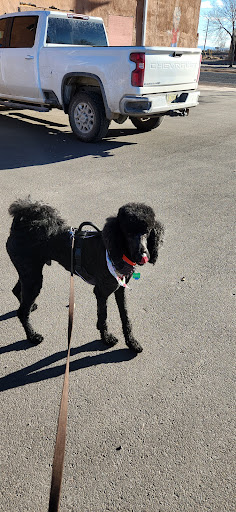 Jennie's Pet Grooming - Thumbnail